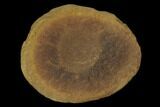 Fossil Jellyfish (Octomedusa) In Ironstone Nodule - Illinois #120918-1